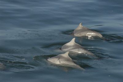 Rare Humpback dolphins spotted