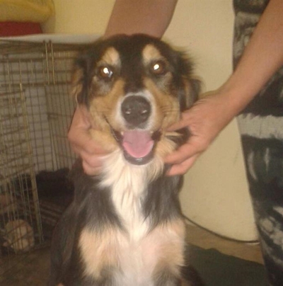 Ma-hond en kleintjies soek hulp