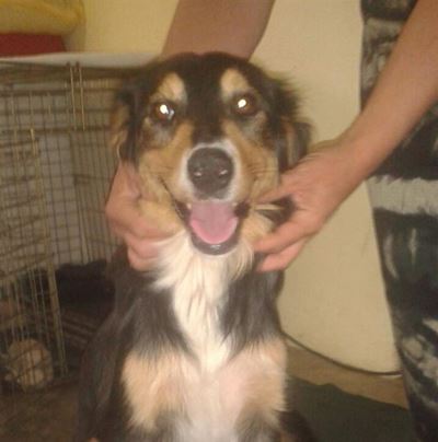 Ma-hond en kleintjies soek hulp