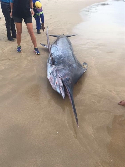 Black marlin dies on Plett beach