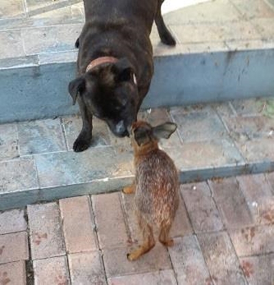 Honde vorm band met bokkie