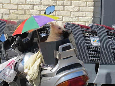Hond beskerm baas se motorfiets