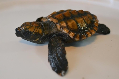 Look out for beached turtles