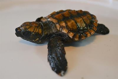 Look out for beached turtles