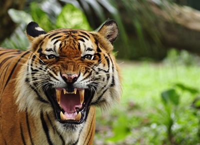 Boy attacked by tiger at Free State lodge