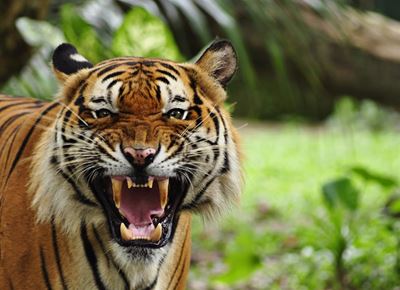 Boy attacked by tiger at Free State lodge