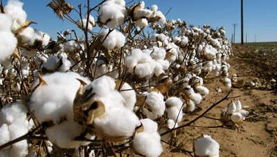 Top African producer bans GM cotton