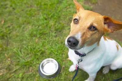 'Inja bakkies' needed for starving animals