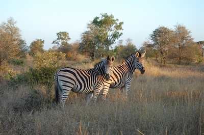 Kruger goes Disney