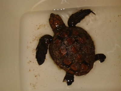 Rough sea washes up turtles