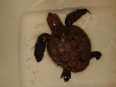 Rough sea washes up turtles