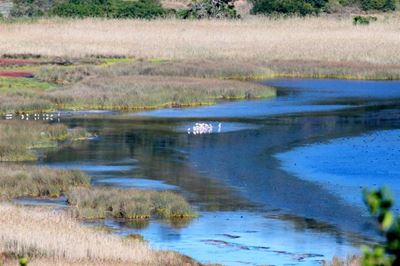 Dead flamingo found in Langvlei