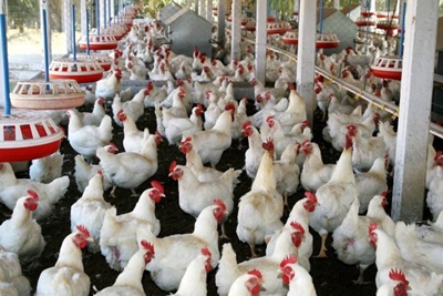Poultry group takes steps to defend its coop