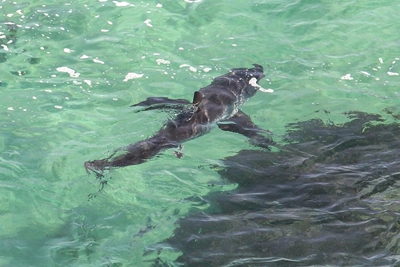 Massive sharks seen in Plett