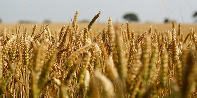 Is food security and tobacco growing incompatible in Africa?