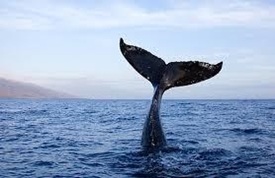 Humpback whale freed from tangled fishing lines