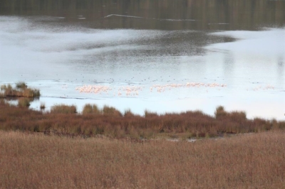 Flamingos return to Langvlei