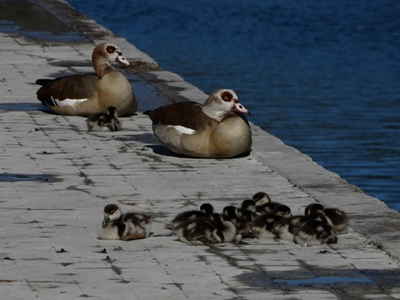 Police escort family of geese to safety
