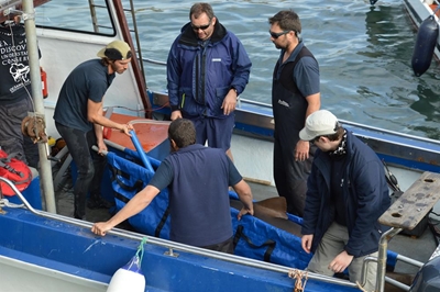 Ragged tooth sharks released in Mossel Bay
