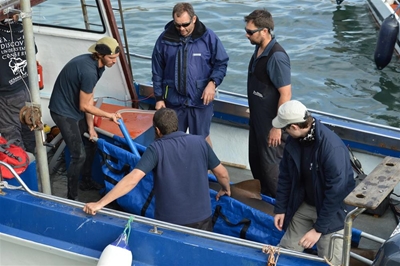 Ragged tooth sharks released in Mossel Bay