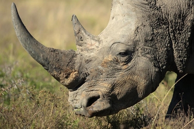 Local Rhino horn trade ban lifted