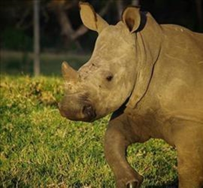 Last remaining horned rhino at PE game reserve dehorned