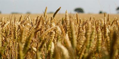 Next grain crop estimate will impact on import decisions