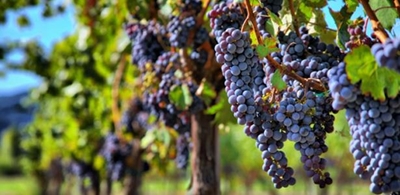 China the promised land for SA winemakers