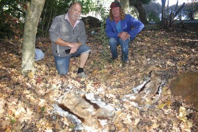 Vars springbokvelle in Van Riebeecktuine gevind