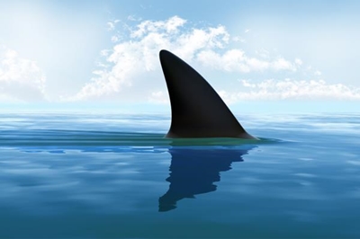 NSRI advisory on shark activity