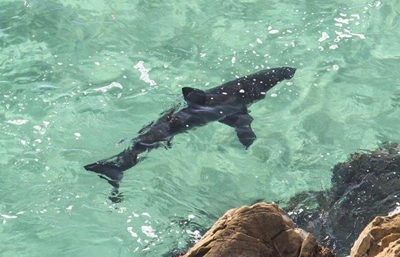 Garden Route shark warning