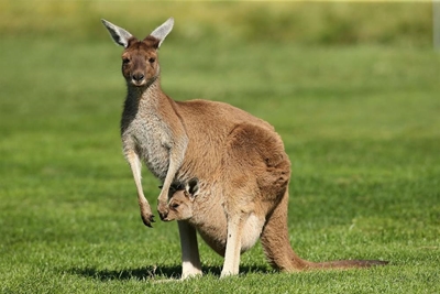 Cyclist ruptures breast implant following kangaroo encounter
