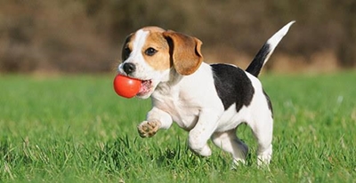 Fundraiser for Animal Welfare