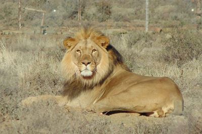 Sylvester the lion attracts admirers