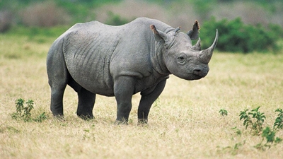 SA rhino campaign gaining momentum in Vietnam
