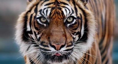 Tigers seized from controversial Thai Buddhist temple