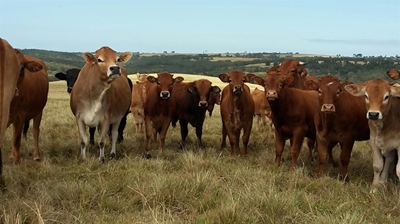 Boeredag vir Limousin-boere gehou