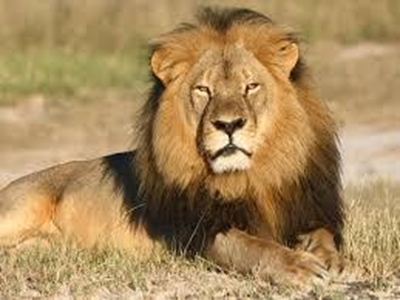 Suspects arrested for selling lions' head and paws in Limpopo