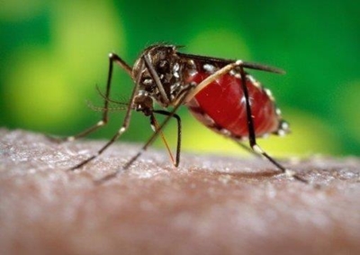 WHO to consider new evidence on Zika