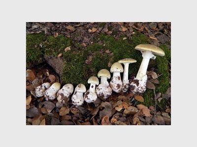 14-month-old eats poisonous mushroom