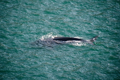 Whales frolic in the Knysna estuary