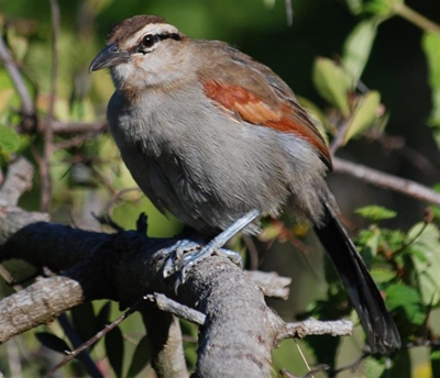 Bird identification course