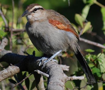 Bird identification course