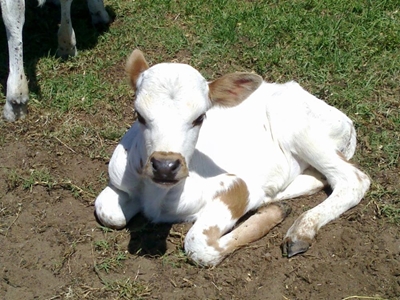 1ste Nguni-bulletjie vir kalfie-liefhebber