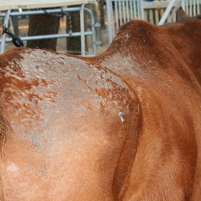 Tackling rain scald in horses | Suid-Kaap Forum