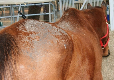 Tackling rain scald in horses