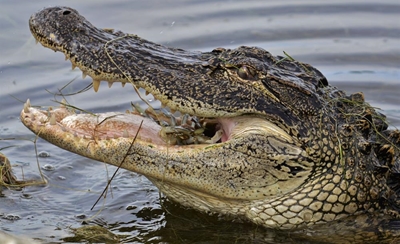 Alligator drags toddler into lagoon at Disney hotel