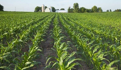 SA’s dire need for agricultural insurance subsidies