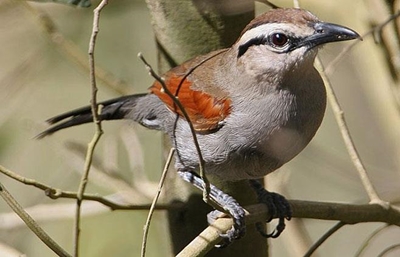 Bird identification course soon