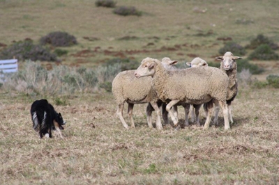 Skaaphond-kompetisie op Jongensfontein